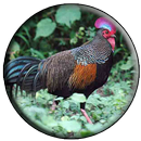 Suara Ayam Alas Mp3 Offline APK