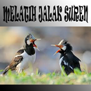 Melatih Jalak Suren APK