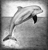 Learn How to Draw Ocean animals capture d'écran 1