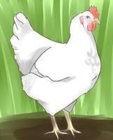 Learn How to Draw Farm Animals Plakat