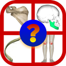 BONES Anatomy Quiz Trivia aplikacja
