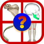 BONES Anatomy Quiz Trivia آئیکن