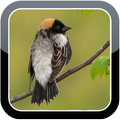 Bobolink Bird Sounds HQ