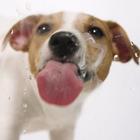 Dog licks screen L wallpaper icon