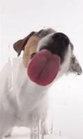 Dog licks screen L wallpaper Affiche