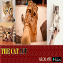 Gallery funny Cat APK