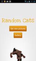 Random Cats الملصق