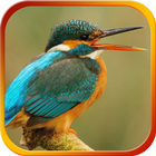 Birds Live Wallperpers icon