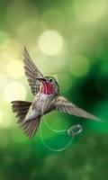 Birds Live Wallperpers 截图 1