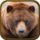 Polar Bear Live Wallpapers APK