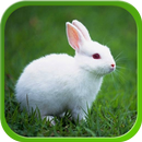 Rabbit Live Wallpapers APK