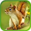 Squirrel Live Wallpapers