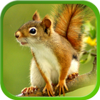 Squirrel Live Wallpapers ikona