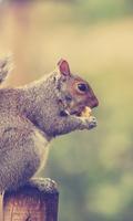 Squirrel Live Wallpapers Affiche