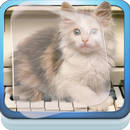 Cat Piano Play Live Wallpaper APK