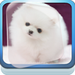 Cute Japanese Spitz Live WP