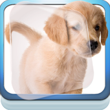 ikon Cute Labrador Puppies Live WP