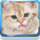 Sweet Kitten Live Wallpaper ikona