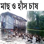 মাছ ও হাঁস চাষ পদ্ধতি এক সাথে