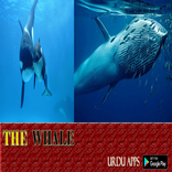 save whale