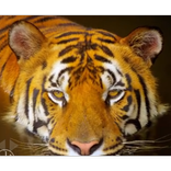 Top Ranked Wildlife Videos