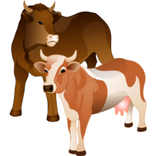 Cows And Bulls