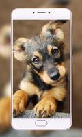 Pets Wallpapers - Dogs, Cats, Birds, Bunnies, 스크린샷 2