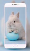 Pets Wallpapers - Dogs, Cats, Birds, Bunnies, スクリーンショット 3