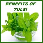 Tulsi Benefits icône