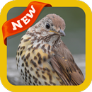 Thrush Wallpaper APK