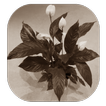 Durr Plant