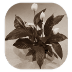 Durr Plant Zeichen