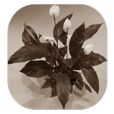 Durr Plant Zeichen
