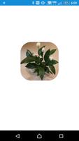 Durr Plant Screenshot 1