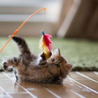 Cat Games Zeichen