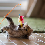 Cat Games