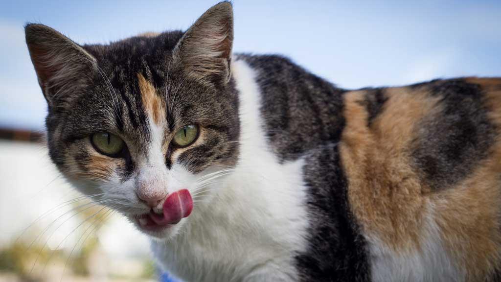 Звук кошек чтобы кошки пришли. Кот мяучит. Звук кошки. Звук кота для кошки. Звуки европейской кошки.