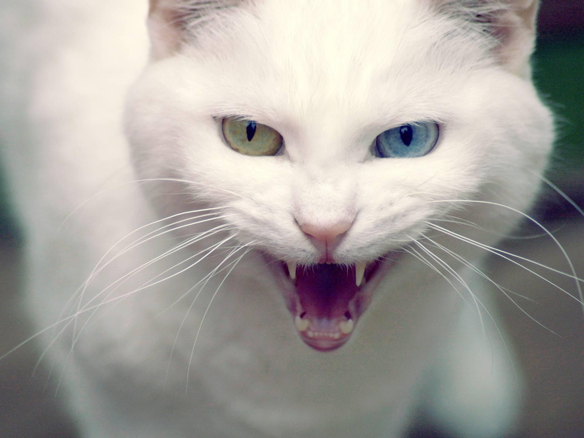 Звук раздражающий котов. Ван кедиси кошка. Турецкая ангора разноглазая. Злая кошка. Кошка белая.