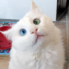 Meow Sounds Zeichen