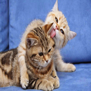 Angry Cat Sounds 2 APK