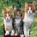 Angry Cat Sounds 4 APK