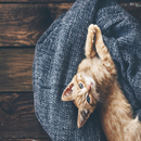 Cat Meow Sounds 7 APK