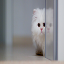 Cat Meow Sounds 5 APK