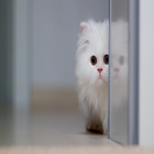 Cat Meow Sounds 5 icon