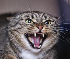 Cat Meow Sounds 5 screenshot 1