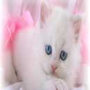Cat Meow Sounds 9 APK