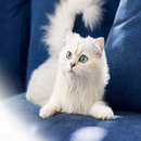 Cat Sound Games 5 APK