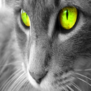 Cat Sound Games 6 APK