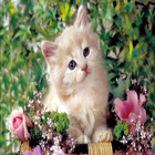 Cat Sound Game 15 icon