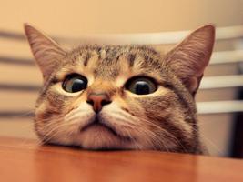 Cat Sound Game 15 screenshot 1